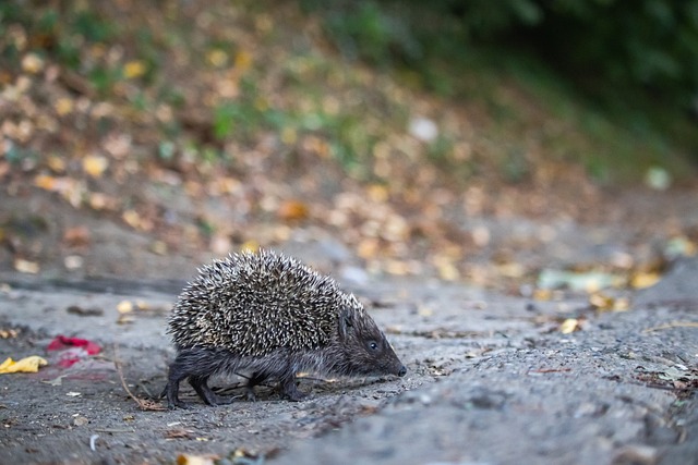 首尔外援亚赞：祝贺海港夺冠；只要团结一致就一定会有好结果