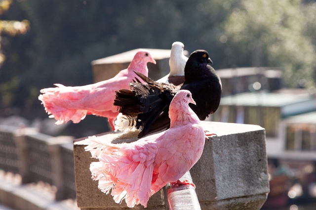 乌姆蒂蒂：德尚是顶级教练标杆；博格巴心理强大能重返巅峰
